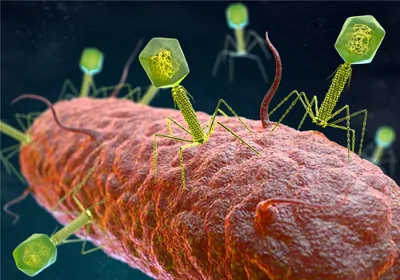 Bacteriophage (green) attacking a bacterium (orange) Bacteriophage (green) attacking a bacterium (orange)